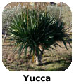 Yucca